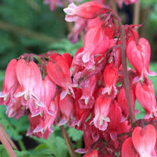 'luxuriant' is more sun and heat tolerant than most bleeding heart varieties. Dicentra Formosa Luxuriant J Parker Dutch Bulbs