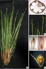Image result for Eleocharis acutangula