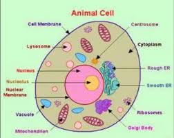 What is smooth endoplasmic reticulum? Animal Cell Cell Membrane Centrosome Lysosome Chegg Com