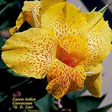 Image result for Cannaceae