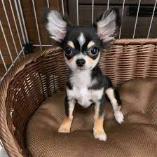犬が顔をなめてきたときの正しい対応は 嬉しいけど 注意点 も いぬのきもちweb magazine いぬ チワワ 犬