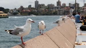 Australian Seagulls Carry Antibiotic Resistant Superbugs Bbc News