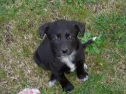 Black And White Cattle Dog Lab Mix Black Lab Blue Heeler Mix Puppies For Sale Cute Baby Animals Lab Mix Puppies Heeler Puppies Blue Heeler Puppies