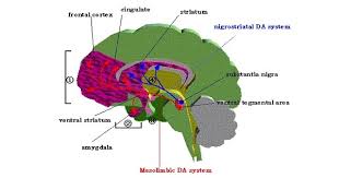 Image result for Extrapyramidal Side Effect