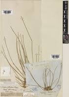 Image result for Schoenoplectiella senegalensis