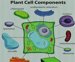 In flowering plants, vacuoles include the pigments that lend flowers their colors. Diy Plant Cell 9 Steps Instructables