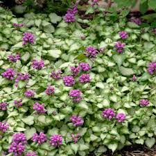 Check spelling or type a new query. Lamium Maculatum Purple Dragon Pp15890 Perennial Resource
