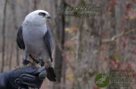Birds Of Prey Box Office Tracking Alabama Wildlife Center Desktop Wallpaper Wildlife Wildlife Rehabilitation Wild Birds
