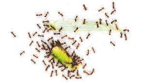 Die kleinen eindringlinge belagern ihre wohnung und sie haben das gefühl, dass täglich neue dazukommen. Insektenbefall So Werden Sie Ameisen Los Stiftung Warentest