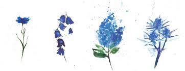 blue flowers illustration fleurs bleues sortir pour manger coloriage