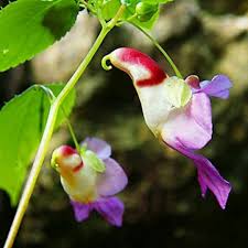 Descriptions, pictures, and scientific names of the rarest flowers will help identify these unique plants. Beautiful Flowers Unique And Rare Steemit