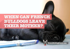 Puppies for sale from maine breeders. When Can French Bulldogs Leave Their Mother Legal Separation Ages