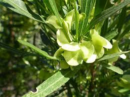 Image result for Dodonaea viscosa