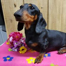 They may not be dachshund puppies, but these cuties are available for adoption in portland, oregon. Heartland Dachshunds Of Southern Illinois Home Facebook