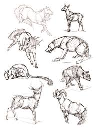Cool Animal Sketches Animal Sketches Animal Drawings Animals