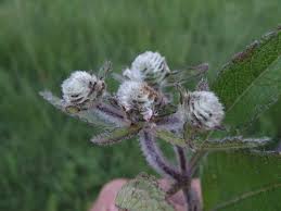 Image result for Haumaniastrum