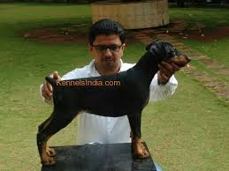 Doberman pinscher female, 3 weeks. Doberman Puppies European Type For Sale In Mumbai
