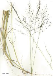 Image result for Panicum maximum