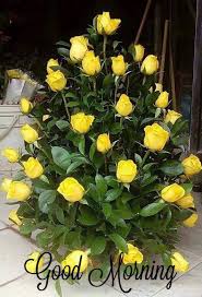Rose yellow good morning images hd. Ntd Australia Good Morning To You Yellow Roses The Colour Of Sunshine Facebook