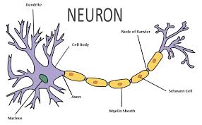 The cell membrane serves a variety of functions. Draw The Structure Of A Neuron And Explain Its Function