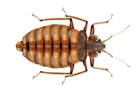 The 24 hour service is delivered within the london and hertfordshire areas with a three hours response time to the client's property from the initial phone call at extreme pest control ltd. 24 Hour Pest Control London Extreme Pest Control