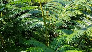 Image result for Marattiaceae