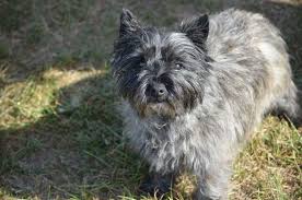 Hank is a gorgeous wheaten brindle male with great haircoat, compact body and cute face. Cairn Terrier Complete Breed Profile And Pictures