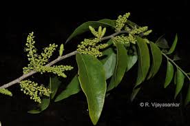 Image result for Opilia amentacea