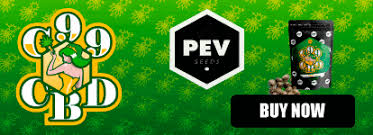 The holland seed bank is connected to the best dutch cannabis breeders in noord holland. The Most Famous Dutch Seed Banks