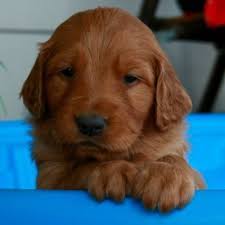 English golden retriever puppies arkansas. Arkansas Golden Retriever Puppies For Sale Retriever Puppy Golden Retriever Puppy Litter