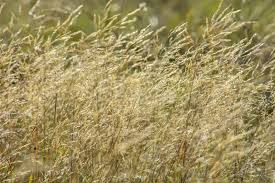 Image result for Aristida meridionalis