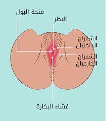 الفرج والأعضاء الخارجية - الحب ثقافة