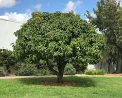 Image result for Mangifera