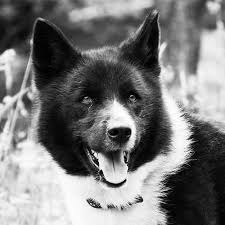 Ts quick reflexes and fearless nature have. Karelian Bear Dog Dog Breed Information American Kennel Club