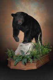 Black Bear Half Mounts Prices Full Body Black Bear Mounts Huntingnet Com Forums Bear Mounts Black Bear Taxidermy Mounts