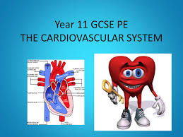 Maybe you would like to learn more about one of these? Ppt Year 11 Gcse Pe The Cardiovascular System Powerpoint Presentation Id 2586009