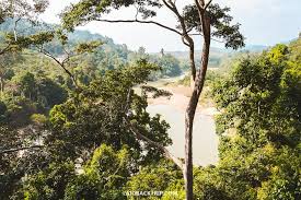 Taman negara is the oldest primary rainforest in the world. Taman Negara National Park Travel Guide Laidback Trip