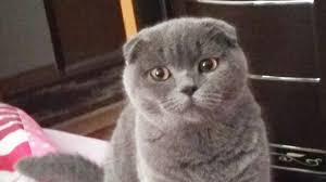 Funny Cat Scottish Fold Dusuk Kirik Kulaklar Yuvarlak Hatli Sevimli Bir Yuz Ve Uykucu Kedi Youtube