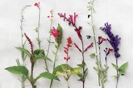 Image result for Salvia