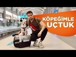 Kopeklerle Ucak Yolculugu Youtube