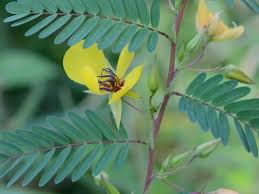 Image result for Chamaecrista parva