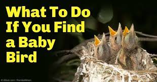 Bird Rescue How To Care For A Fallen Baby Bird Baby Bird Bird Care Animals Care