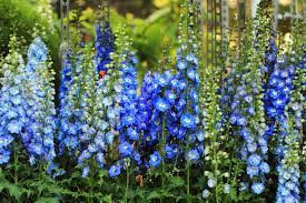 Check spelling or type a new query. 19 Amazing Perennials For Zone 6 For Season Long Beauty