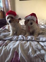 Cavapoo puppies for sale at canine corral the #1 place on long island to buy your new puppy! Cavapoo Puppies For Sale Phoenix Az 171327 Petzlover