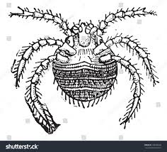 Image result for Trombicula autumnalis