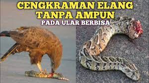 Maybe you would like to learn more about one of these? Elang Vs Ular Youtube