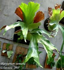 Image result for Platycerium stemaria