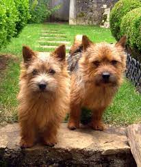 It was later used by various american hunt clubs and has also drawn notice as a rabbit hunter. Norwich Terrier Wikipedia