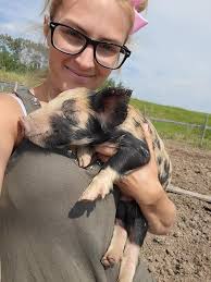 Rowel's Pig Business and Cute Pig Babies