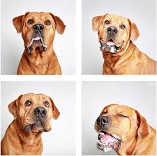 Our mission is to provide for the safe and humane care and control of domesticated livestock,. Doggy Photo Booth Helps Shelter Get Dogs Adopted Petapixel